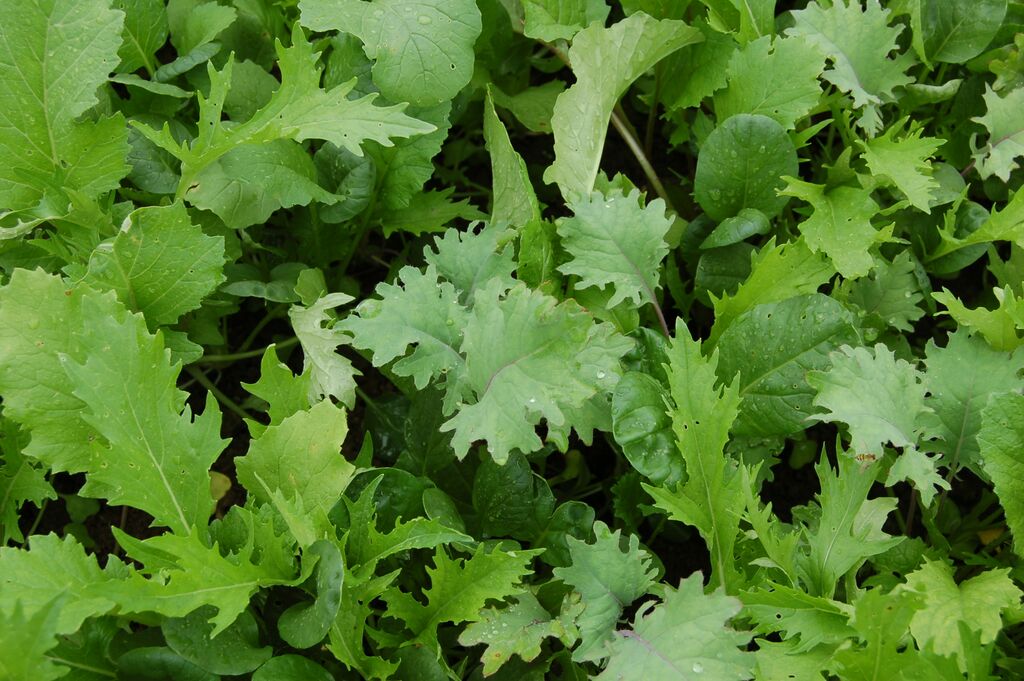Organic Mild Mustard Salad Mix, Brassica greens